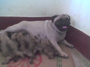  PUG PUPPIES FOR SALE