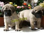 English Mustiff     Puppies  For Sale  ® 9911293906 
