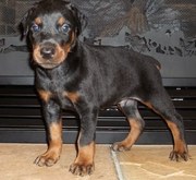 DOBERMAN PUPPIES FOR SALE  @ ANSHUKENNEL