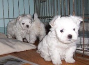 MALTESE PUPPIES FOR SALE AVAILABLE ONLY AT 9830064171